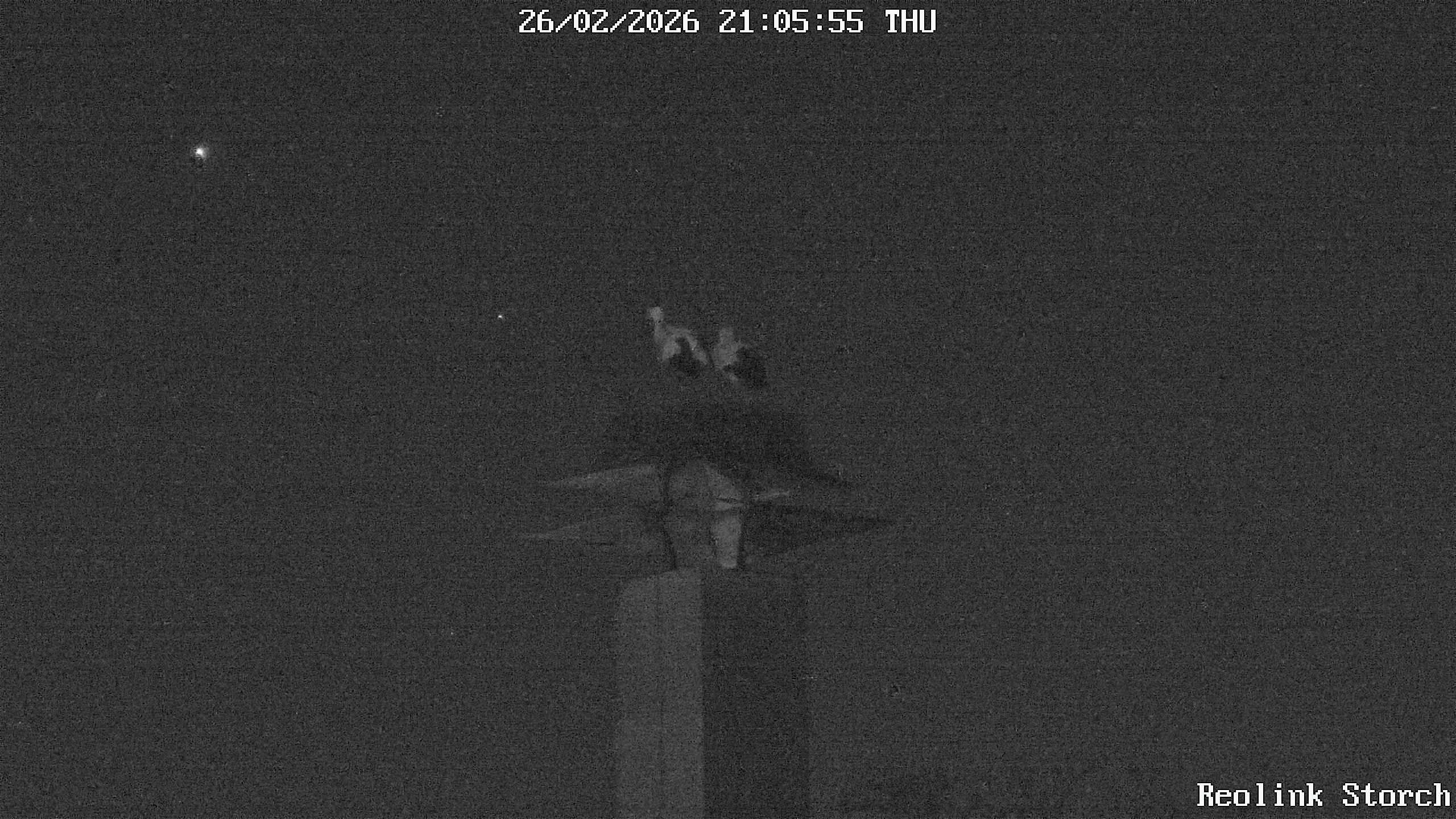 Storchencam Bild